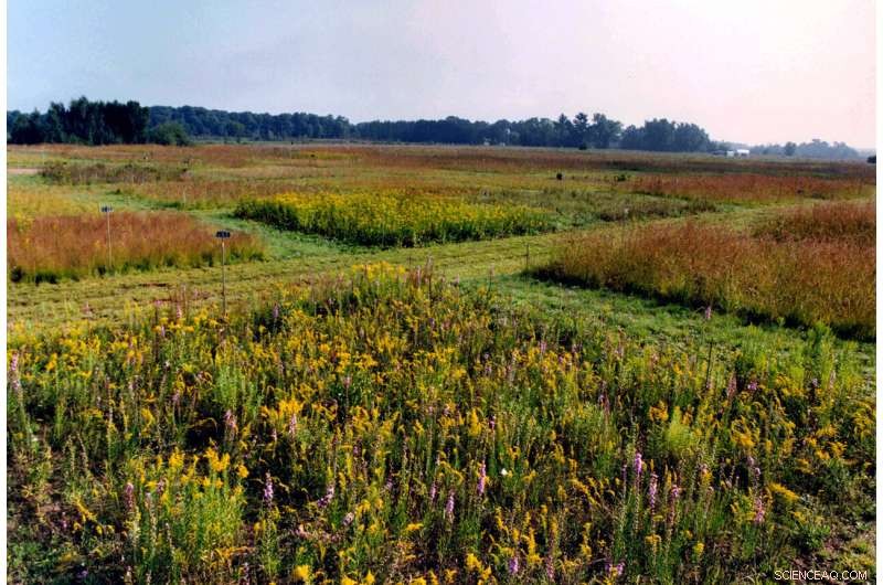 Research Shows Short-Term Plant-Soil Feedback Experiments Fail to Predict Long-Term Field Competition Outcomes