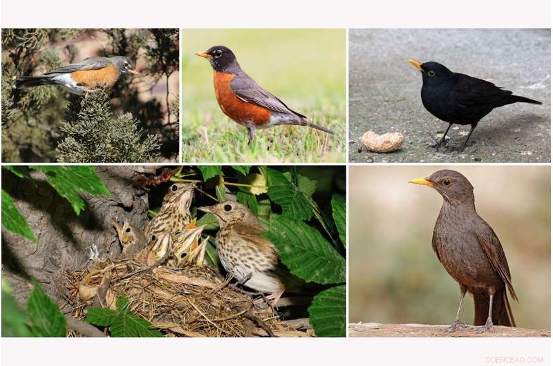 Sexual Dimorphism in Thrush Plumage Enhances Species Recognition, Study Finds