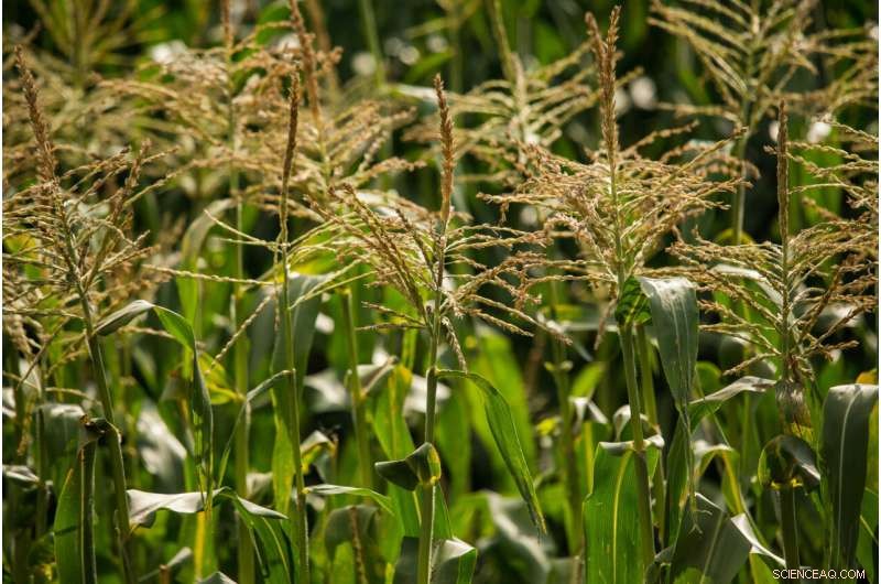 Dynamic CO2 Leakiness in Maize: Key to Productivity Loss Under Fluctuating Light