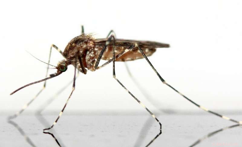 Aestivation in Malaria Mosquitoes: A Breakthrough for Disease Control