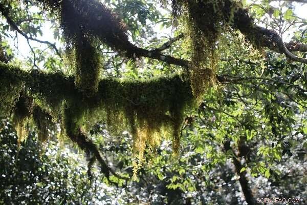 Study Shows High Resource Use Efficiency Drives Rapid Epiphyte Recovery After Drought