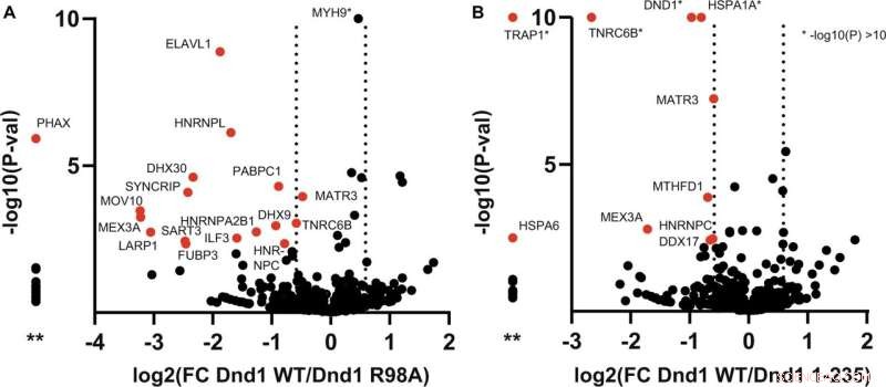 Unique RNA Binding Characteristics of the Essential Germ Cell Protein DND1