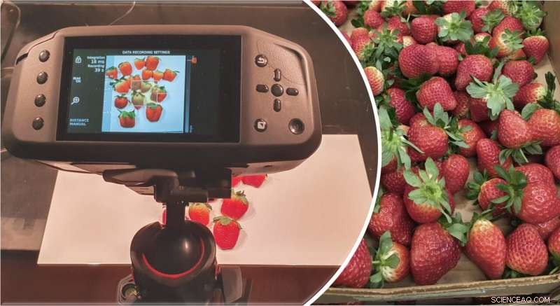 EU Research Advances Accurate Best-Before Dates to Slash Food Waste