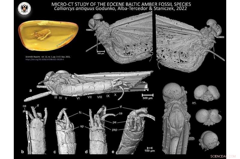 New Mayfly Species Calliarcys antiquus Discovered in 35-Million-Year-Old Amber