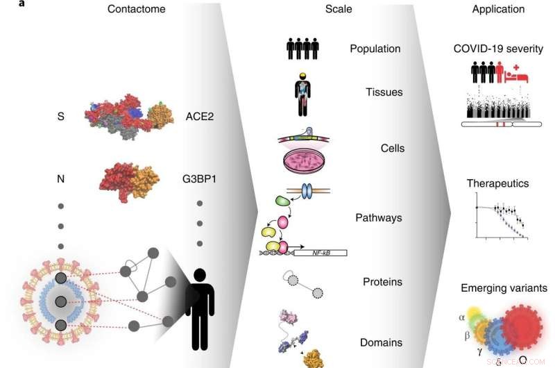 Decoding SARS-CoV-2: The Molecular Contact Map with Human Cells