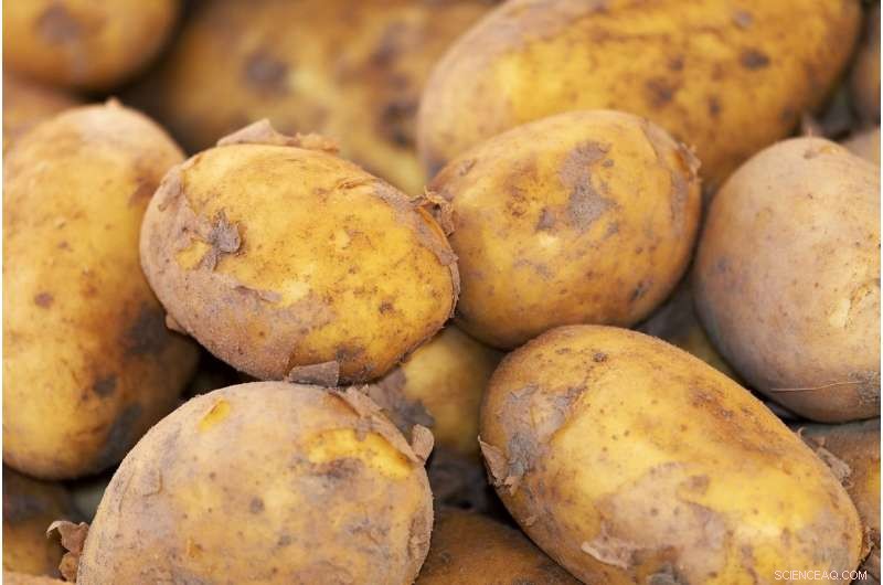 Solanimycin: Novel Broad-Spectrum Antifungal Antibiotic Discovered in Potato Pathogen