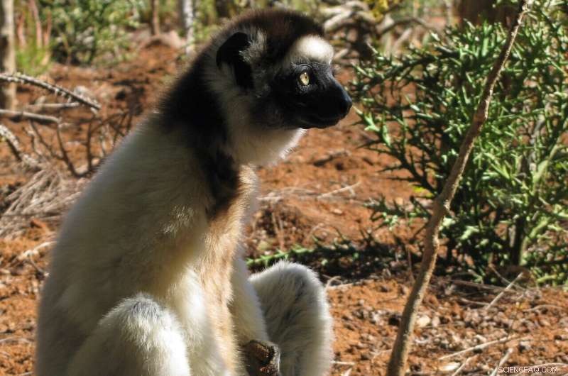Large-Scale Study: Climate Change and Deforestation Force Tree-Dwelling Primates to Ground
