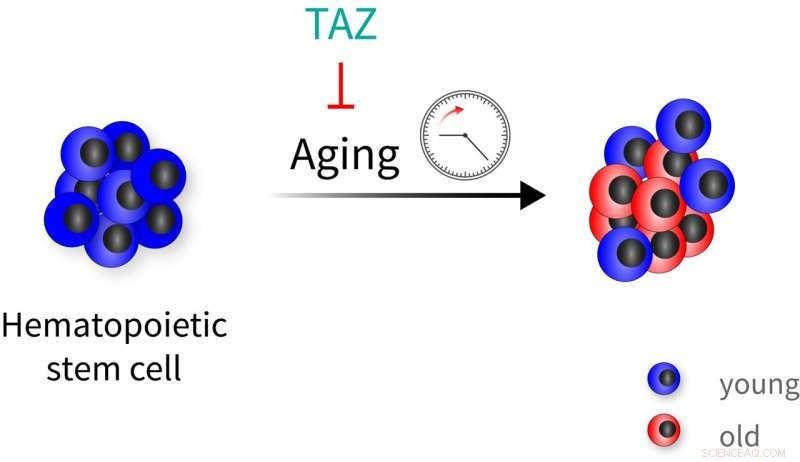 TAZ Protein via Hippo Pathway Shields Blood Stem Cells from Age-Related Decline