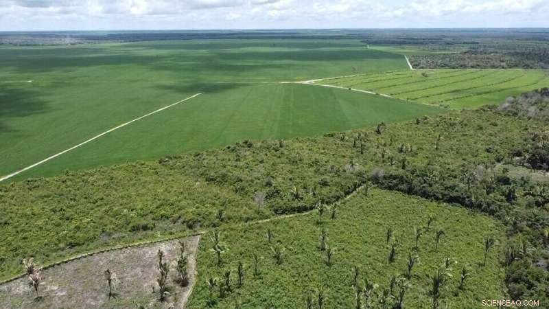 Study Reveals Brazil Can Increase Soybean Production Without Amazon Deforestation