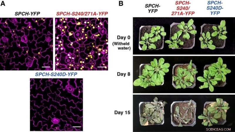 Genetic Phosphocode in Plants Key to Drought Survival, NUS Study Reveals
