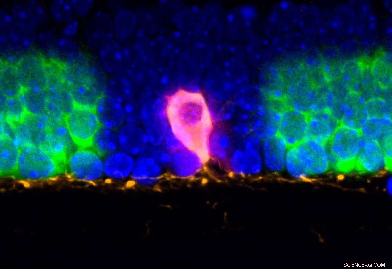 Light-Seq Technique Isolates Full Transcriptome of Rare Dopaminergic Amacrine Cells