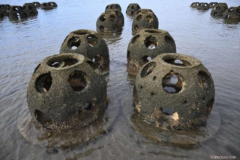 Scientists Harness Oysters to Combat Coastal Erosion in California