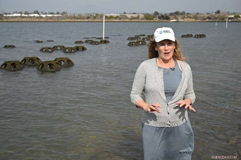 Scientists Harness Oysters to Combat Coastal Erosion in California