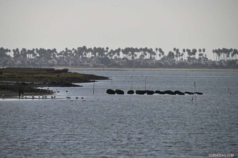 Scientists Harness Oysters to Combat Coastal Erosion in California