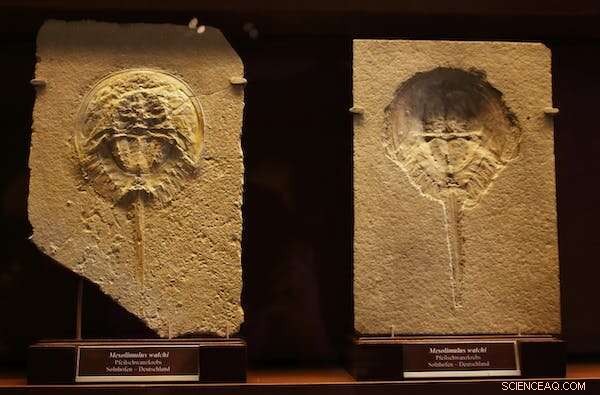 Evolution s Pause: Nine Living Fossils That Have Remained Unchanged for Millions of Years