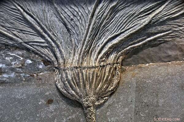 Evolution s Pause: Nine Living Fossils That Have Remained Unchanged for Millions of Years