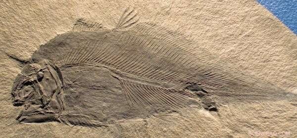 Evolution s Pause: Nine Living Fossils That Have Remained Unchanged for Millions of Years
