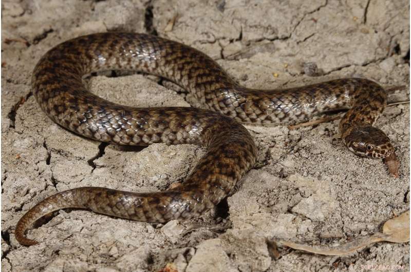 First Sighting of Critically Endangered Venomous Mud Adder in South Australia