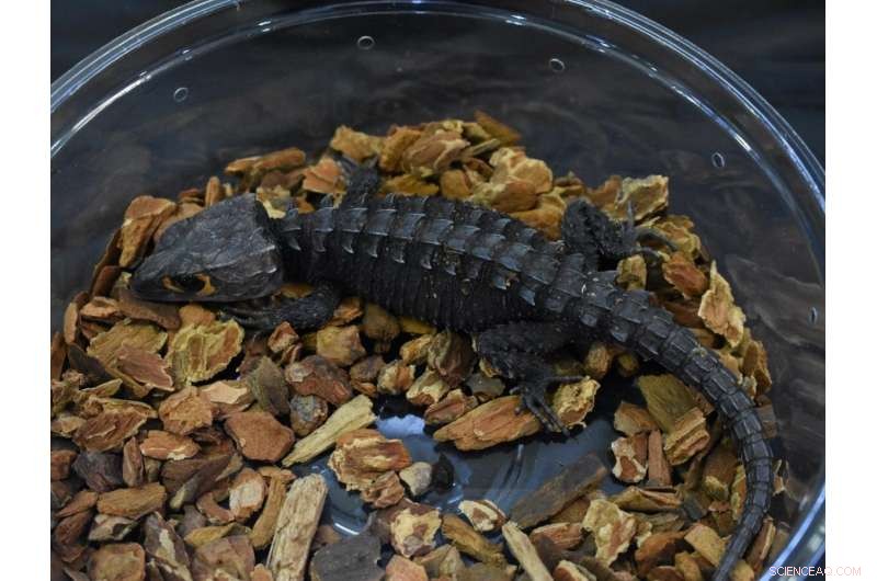 Unregulated Wildlife Trade Threatens Unprotected Species