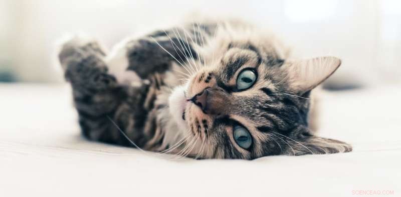 Essential Cat Training: Why and How to Enhance Your Feline s Well-being