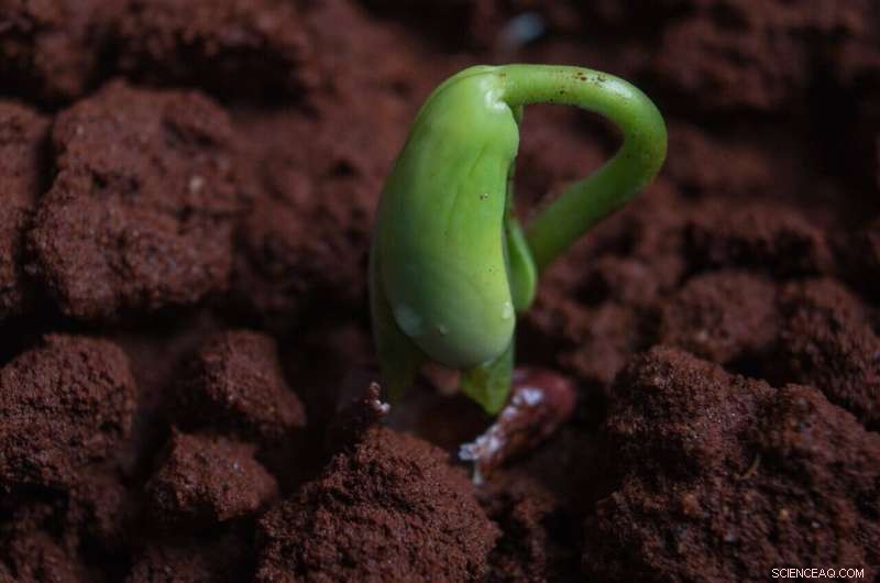 Wind-Driven Seed Burial Faces Greatest Difficulty on Medium-Sized Soil Particles, Study Finds