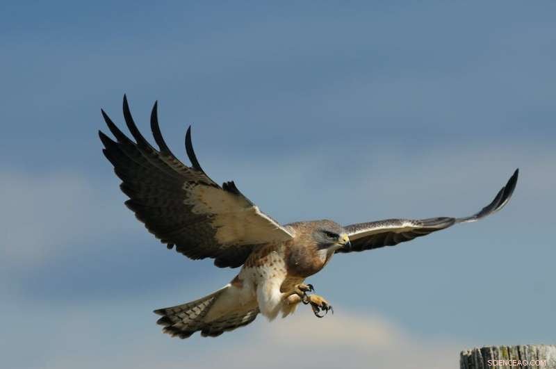 Swainson s Hawks: The Science Behind Nature s Deadliest Hunters