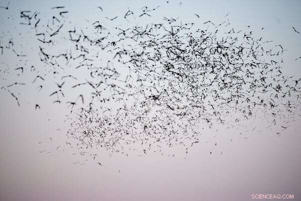Swainson s Hawks: The Science Behind Nature s Deadliest Hunters
