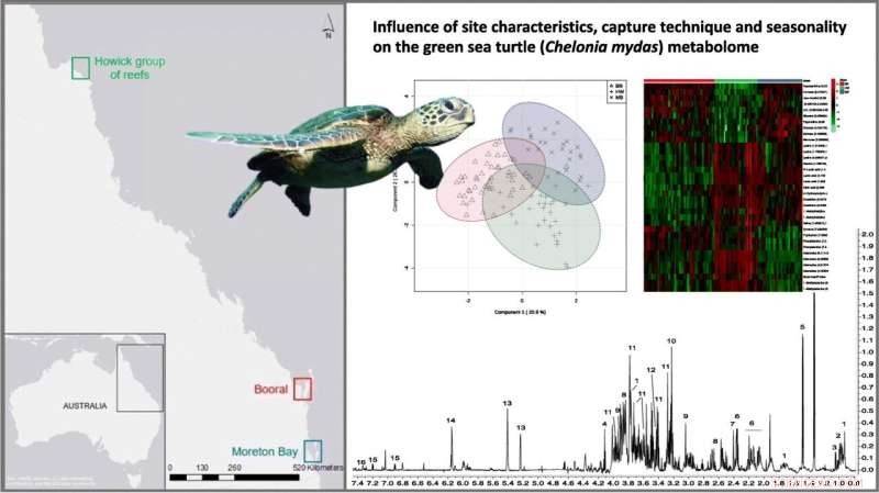 Metabolomic Profiling: Monitoring Wild Sea Turtle Health Through Blood Analysis