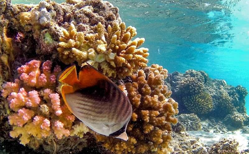 Red Sea s Heat-Resilient Reefs: The World s Last Coral Sanctuary