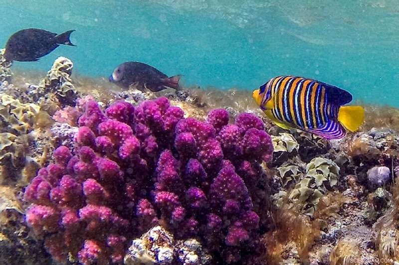 Red Sea s Heat-Resilient Reefs: The World s Last Coral Sanctuary