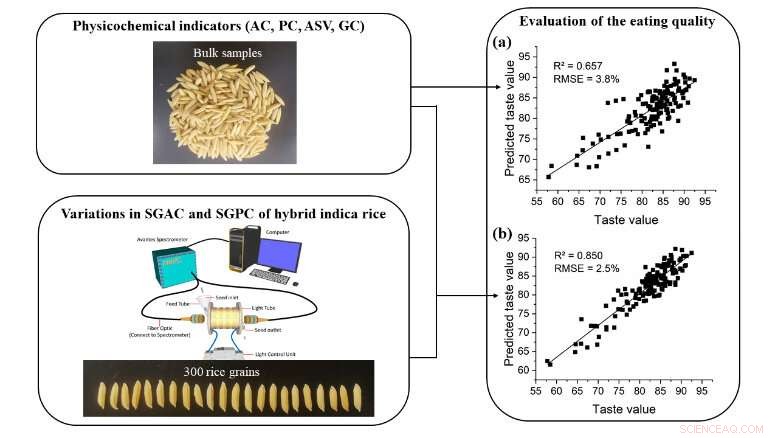 Breakthrough Study Uses Single-Grain Analysis to Identify Hybrid Rice Eating Quality Factors
