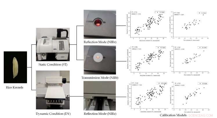 Breakthrough Study Uses Single-Grain Analysis to Identify Hybrid Rice Eating Quality Factors