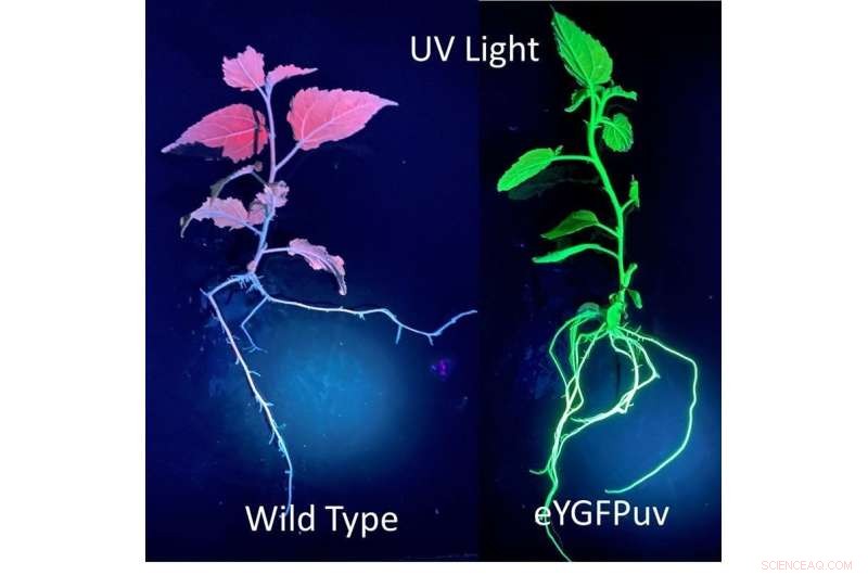 Visualizing Gene Activation in Plants with Green Fluorescent Protein