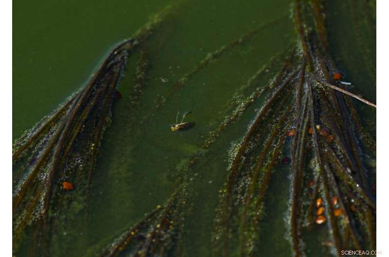 Preserving Ahuautle: The Fight to Save Mexico s Traditional Caviar