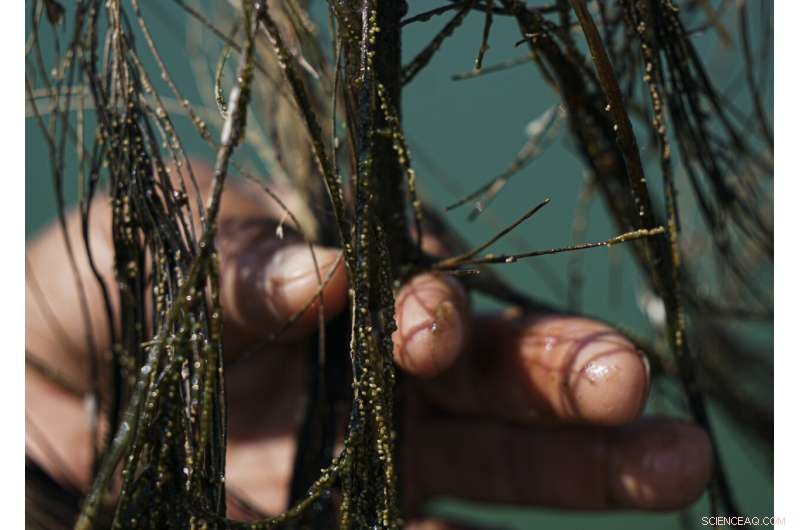 Preserving Ahuautle: The Fight to Save Mexico s Traditional Caviar