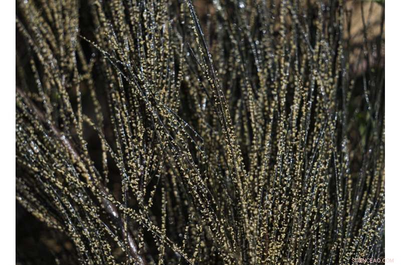 Preserving Ahuautle: The Fight to Save Mexico s Traditional Caviar