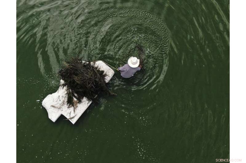 Preserving Ahuautle: The Fight to Save Mexico s Traditional Caviar