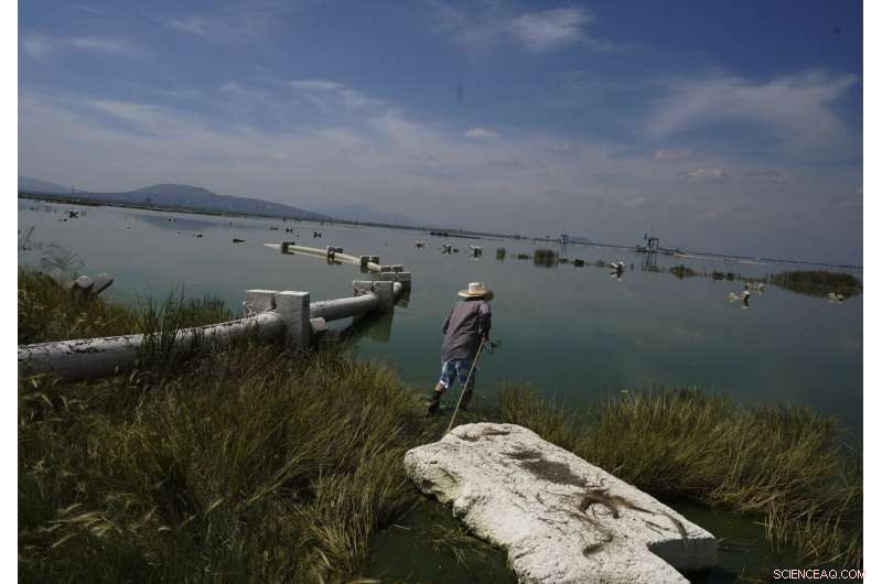 Preserving Ahuautle: The Fight to Save Mexico s Traditional Caviar