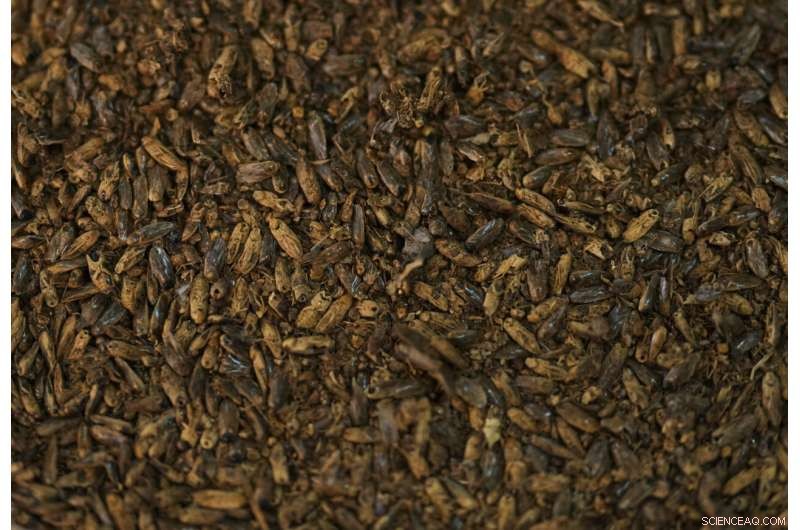 Preserving Ahuautle: The Fight to Save Mexico s Traditional Caviar