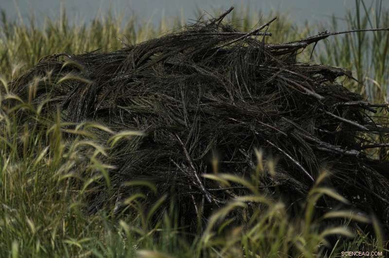 Preserving Ahuautle: The Fight to Save Mexico s Traditional Caviar