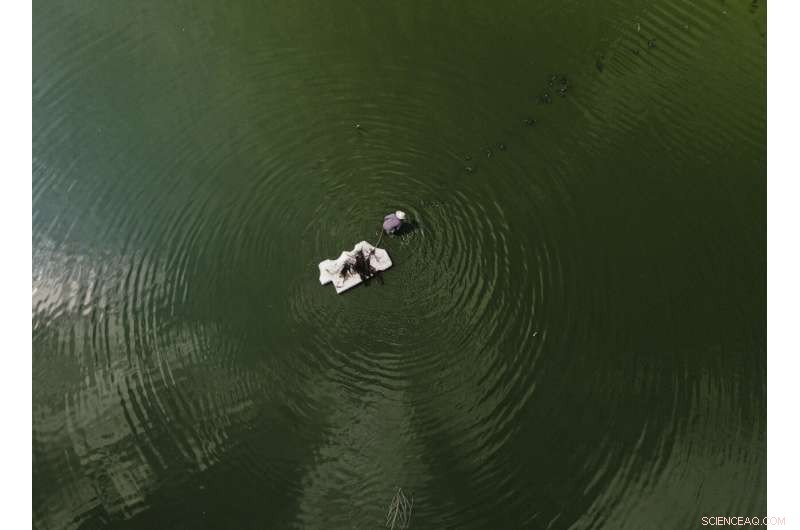 Preserving Ahuautle: The Fight to Save Mexico s Traditional Caviar