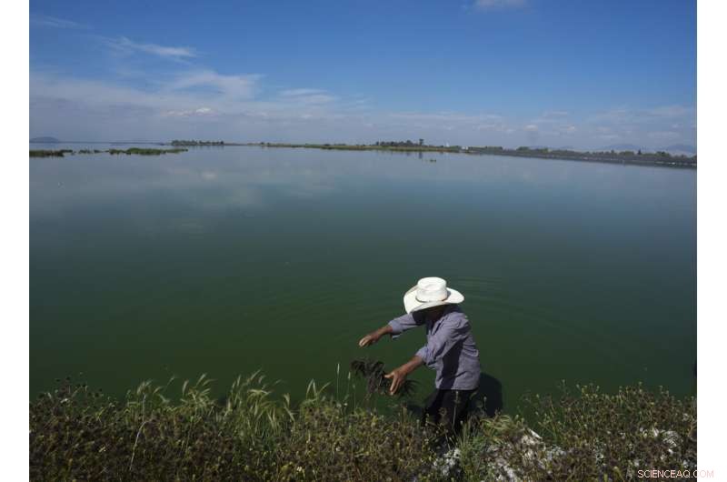 Preserving Ahuautle: The Fight to Save Mexico s Traditional Caviar