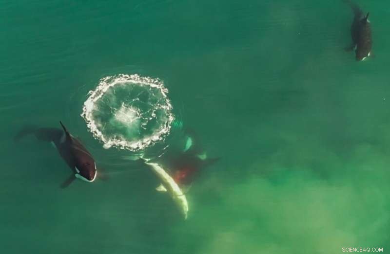 First Confirmed Orca Attack on Great White Sharks Captured on Drone Video