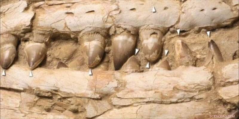 Mosasaurs: New Fossil Evidence Reveals the Rise and Fall of Ancient Sea Predators