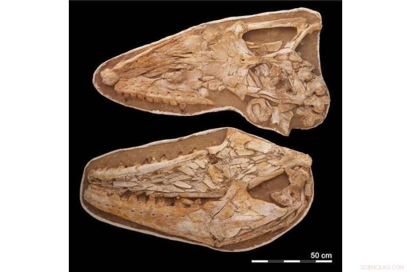 Mosasaurs: New Fossil Evidence Reveals the Rise and Fall of Ancient Sea Predators