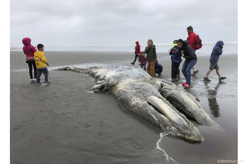 Gray Whale Population Decline Persists Off Western U.S., Study Confirms