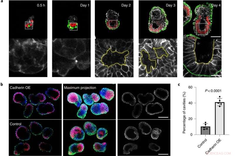 Stem Cell-Engineered Mouse Embryo Model Advances Mammalian Development Research