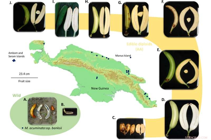 Ancient DNA Analysis Uncovers Hidden Ancestral Species in Banana Domestication History