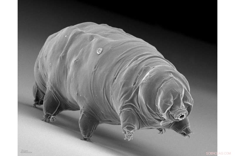 How Tardigrades Defy Freezing: Survival Mechanisms Explained