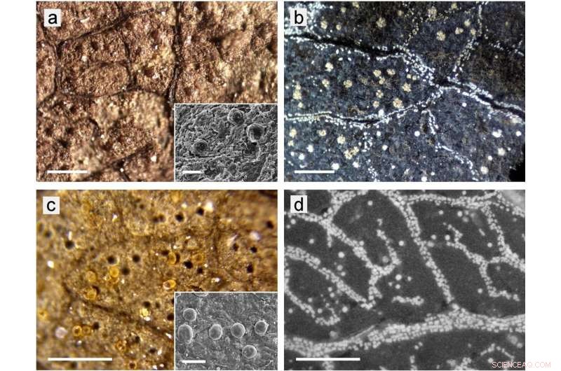 Fossil Leaves Preserve Crystal Traces: Pioneering Insights into Ancient Plant Biology